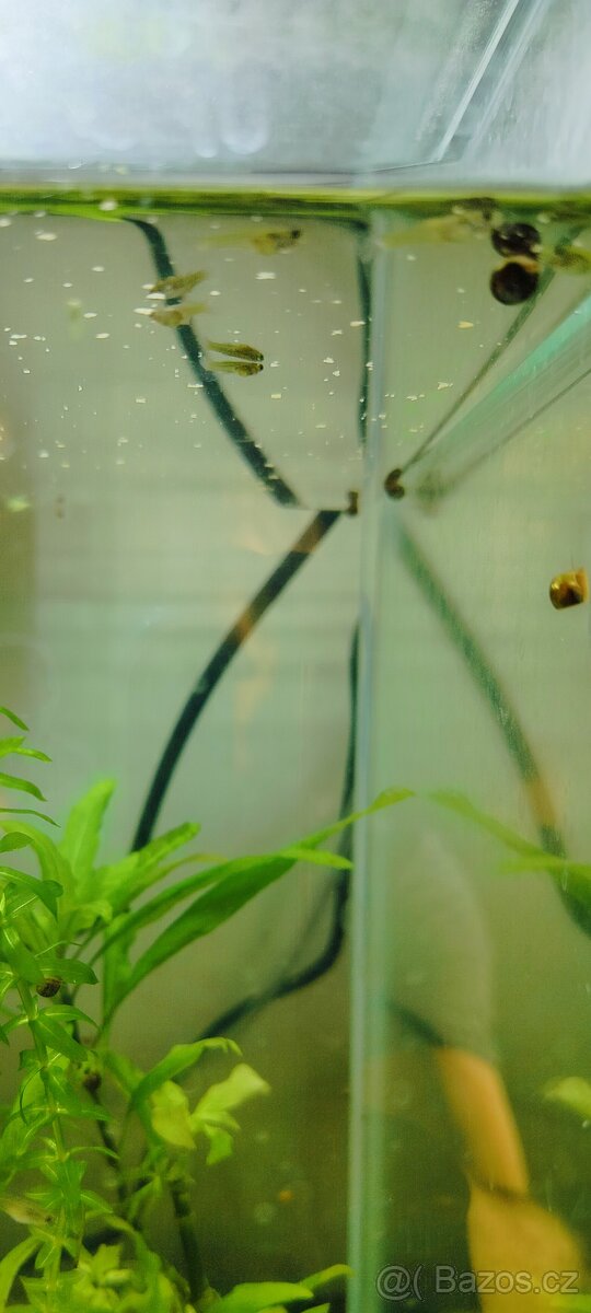 Dám zdarma malá paví očka živorodky. - 2