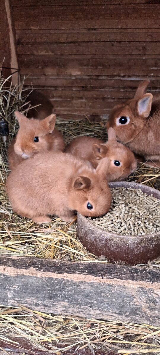 Zakrslý červený králík - 2