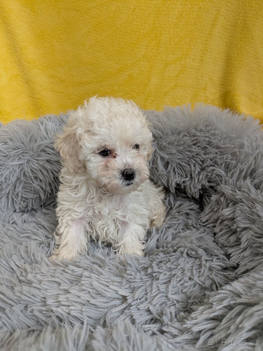 Pudl trpasličí-fenka - 2