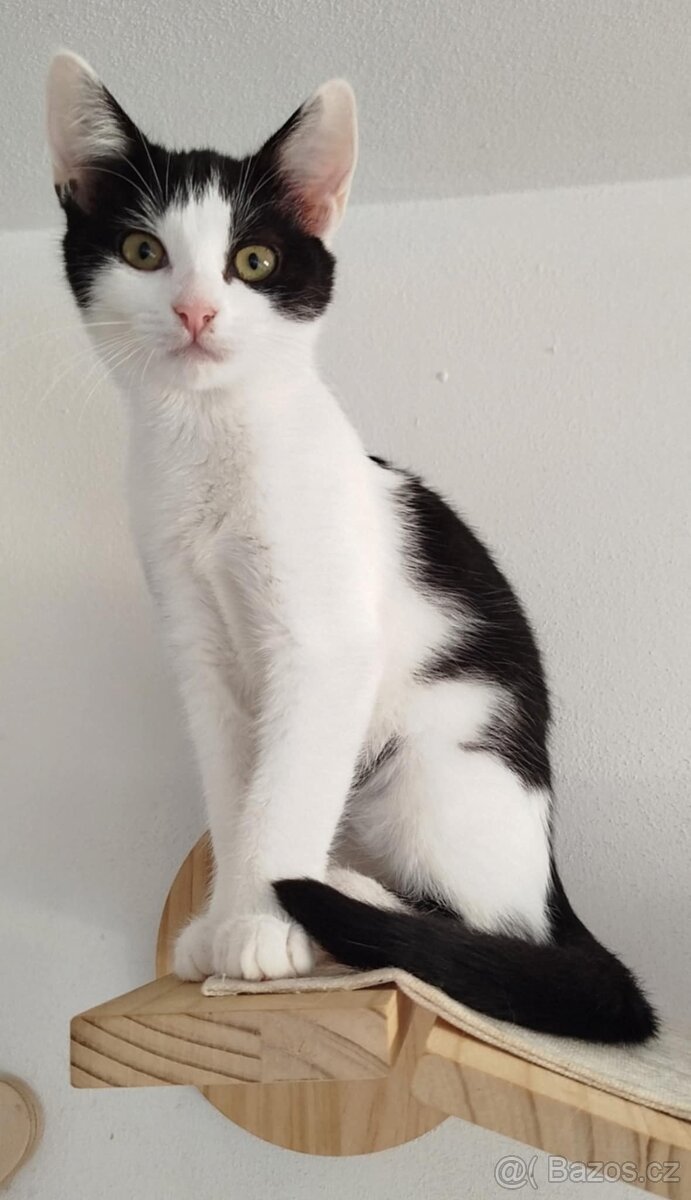 🐾Nudlička🐾 - 2