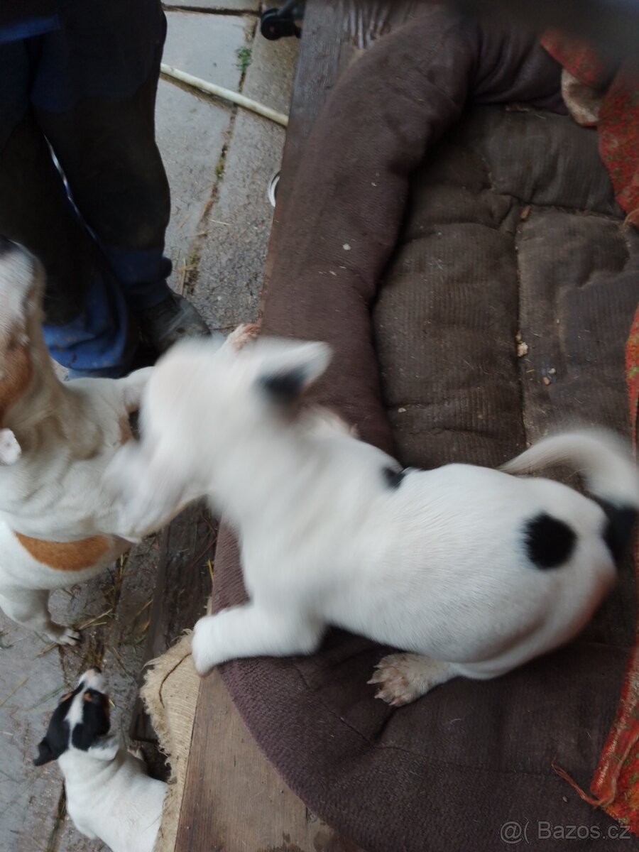 Jack Russel teriér - 2