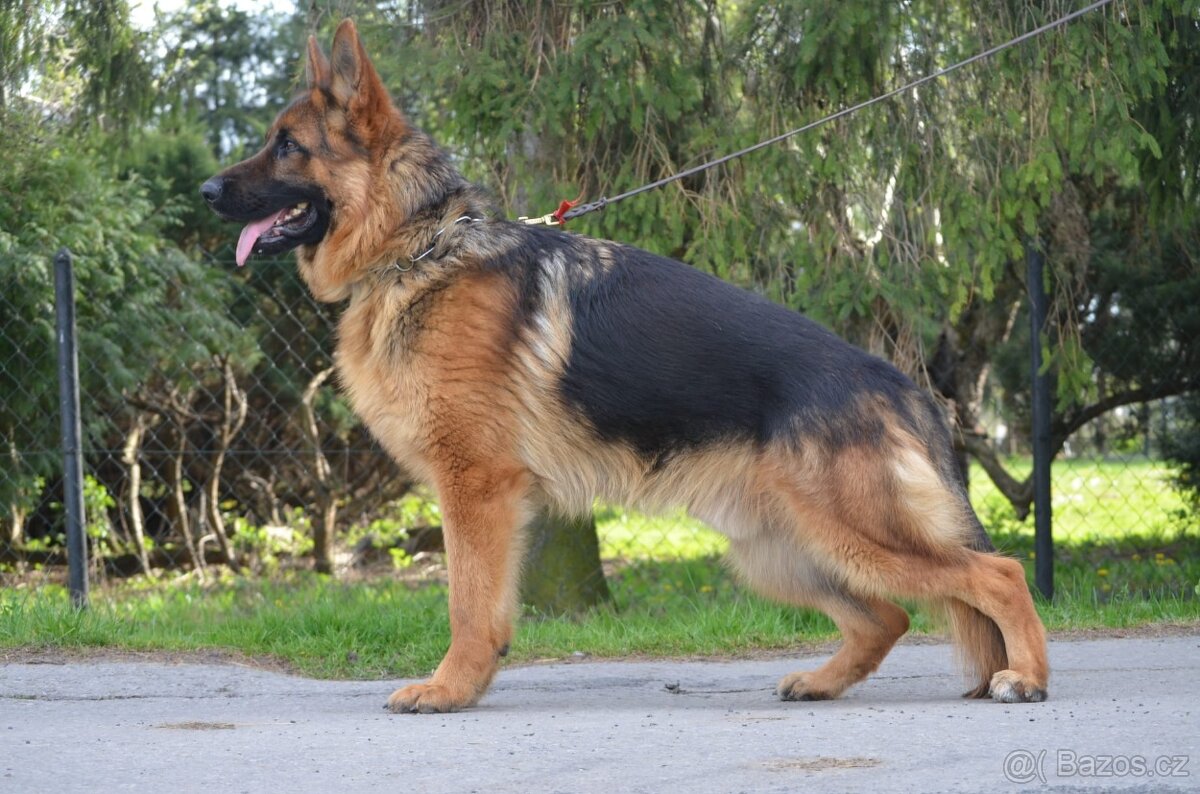 Nemecky ovcak kratkosrsty - 2