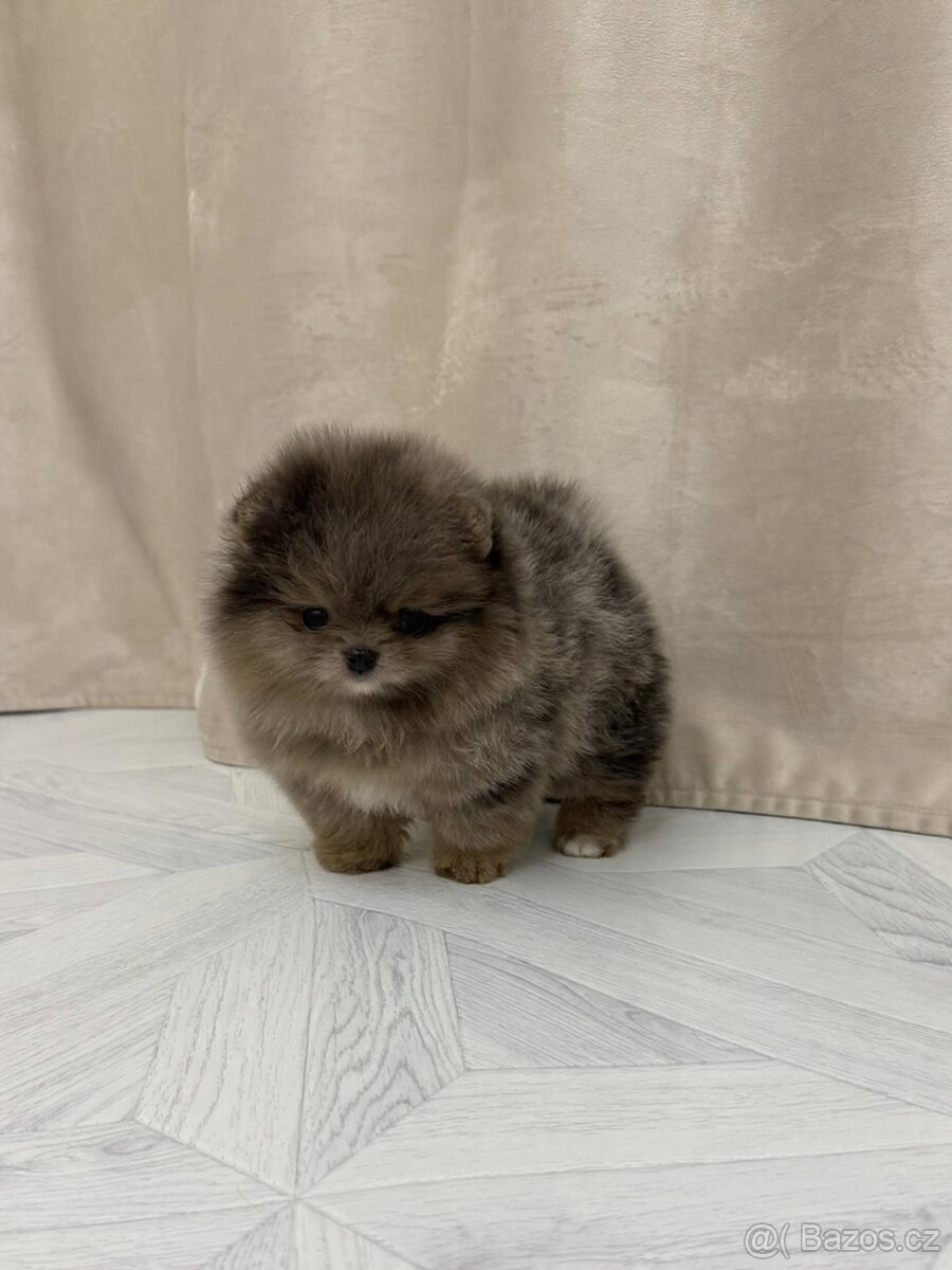 Pomeranian na prodej - 2