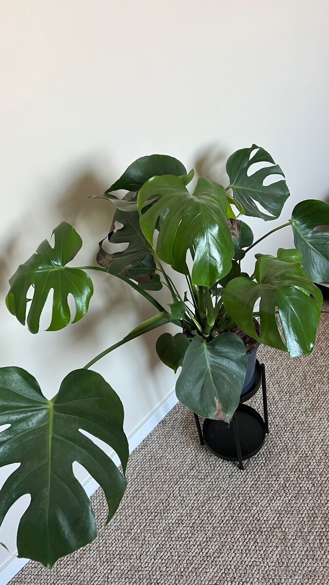 Monstera - 2