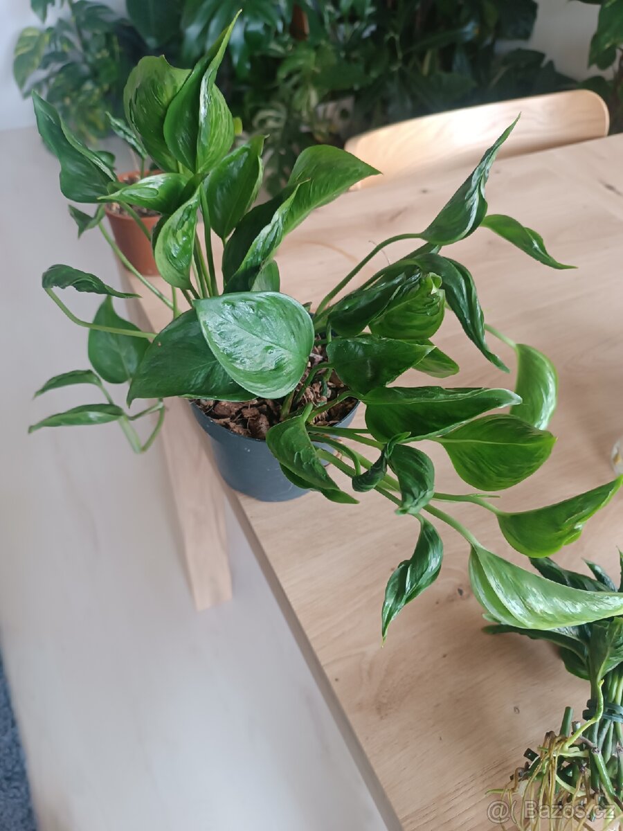 Epipremnun Godzilla - 2