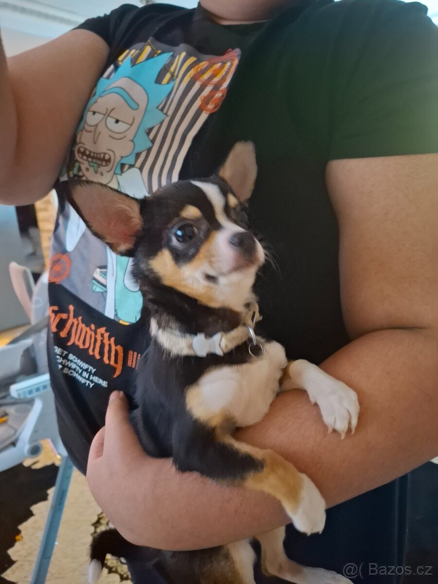 Čivava štěně - 2