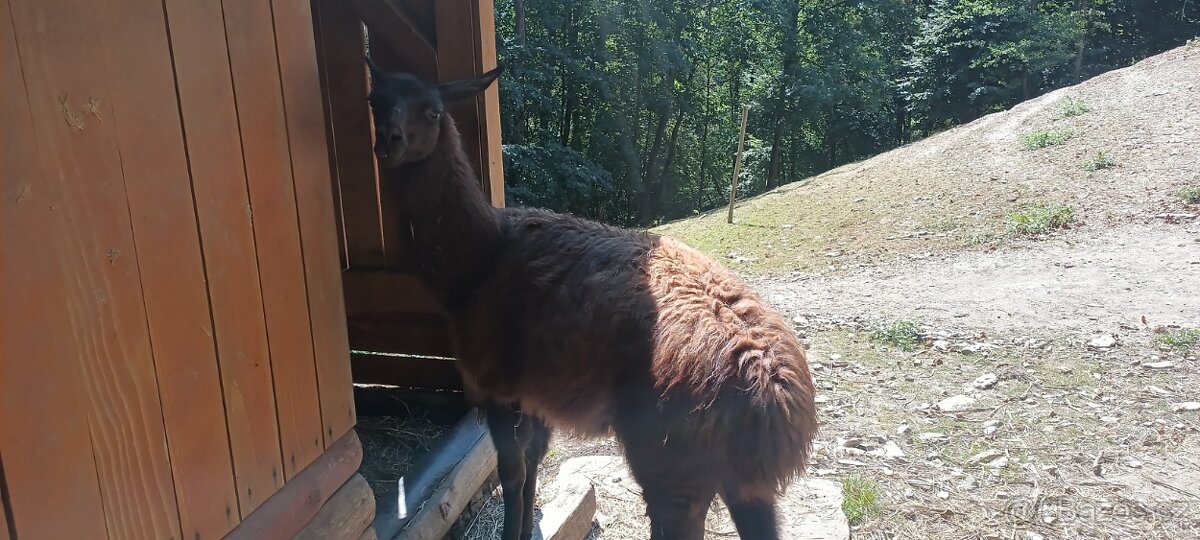 Lama krotká,samec - 2