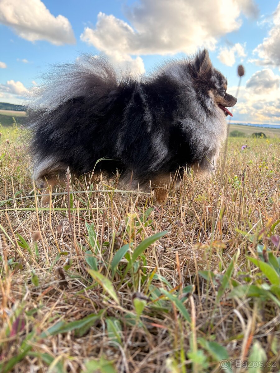 Kryti pomeranian - 2