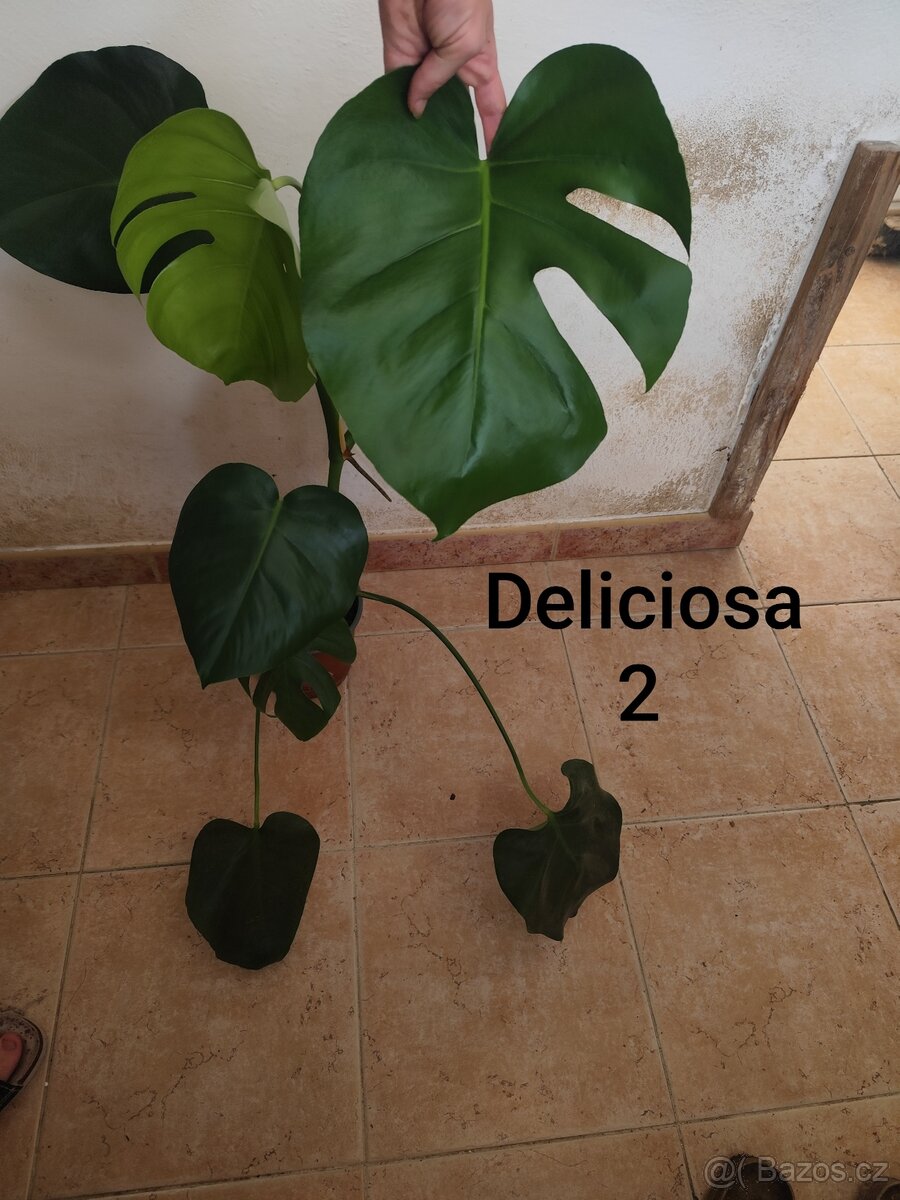 Monstera Deliciosa; Adansonii - 2