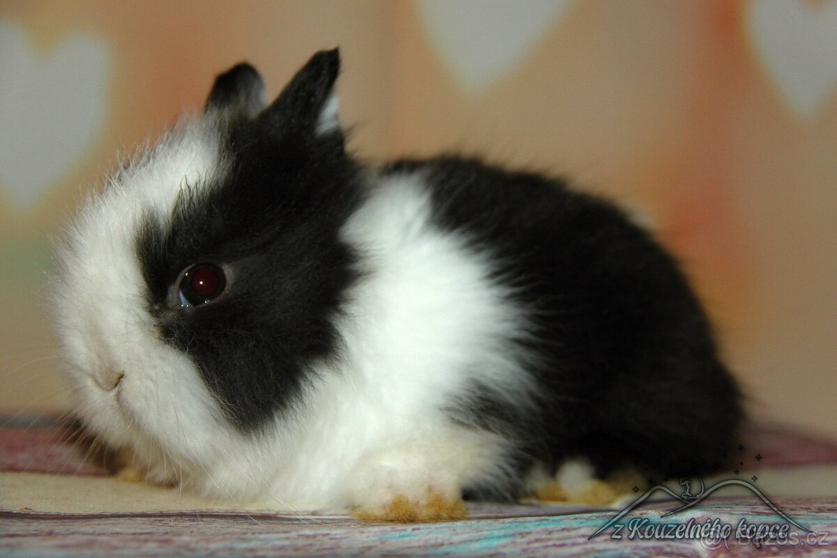 Zakrslý králíček Teddy s VP/sameček DONALD_ doprava po ČR - 2