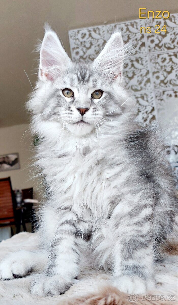 Mainská mývalí koťátka s PP - 2