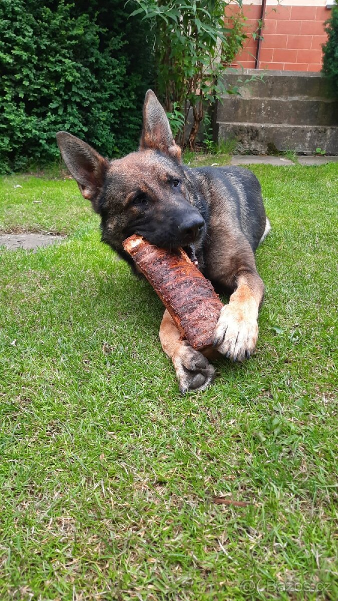 Daruji německého ovčáka s PP - 2