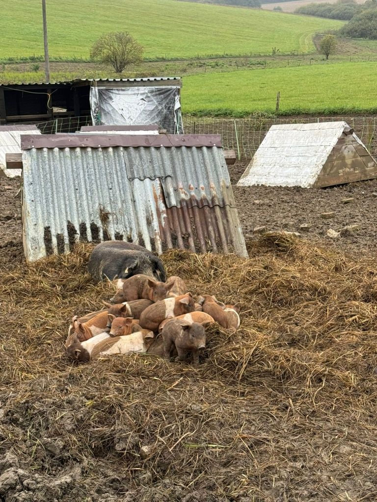 slovenské pastevné prasa - predám prasnice, prasnici - 2