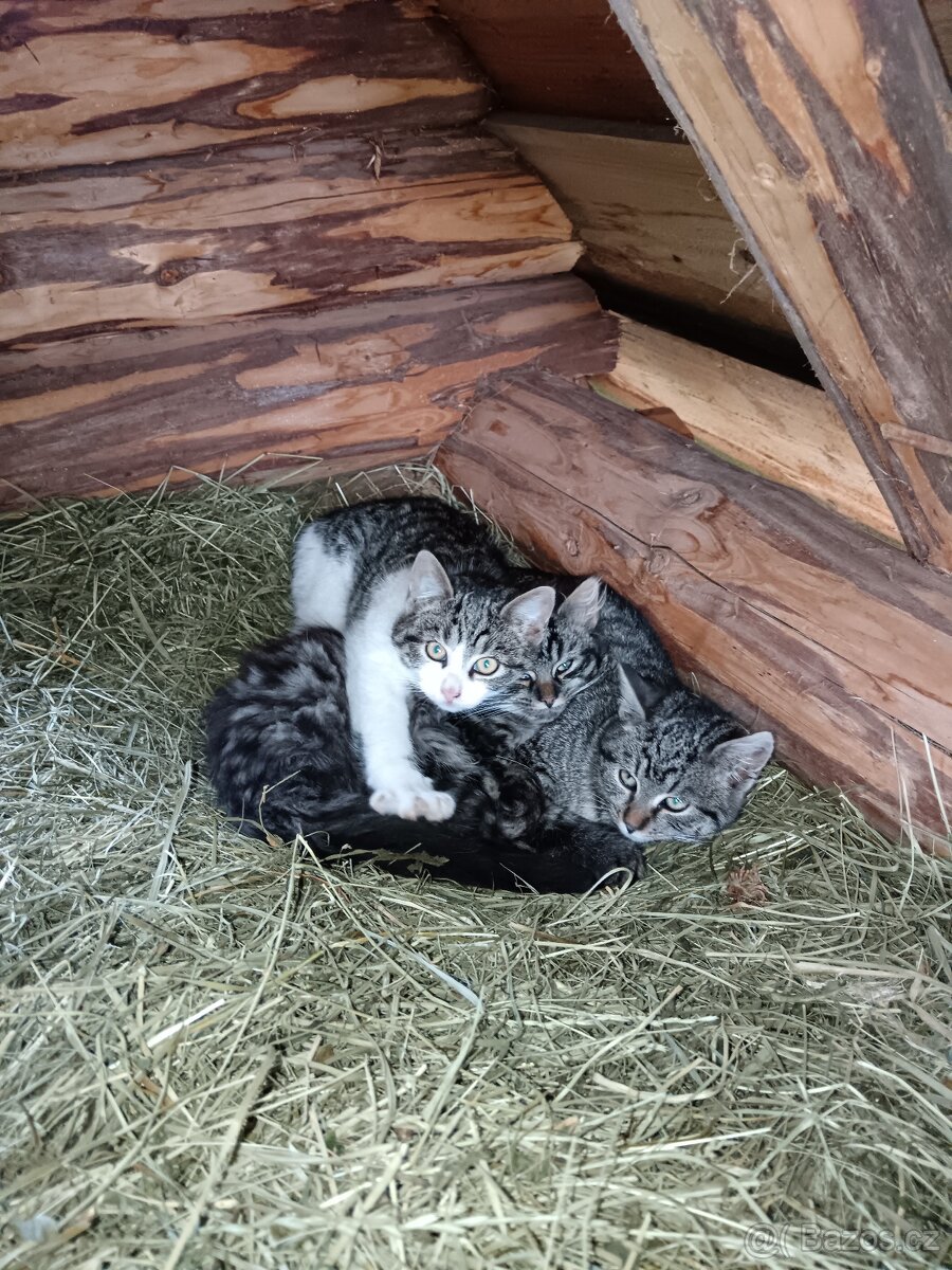 Daruji koťátka - 2