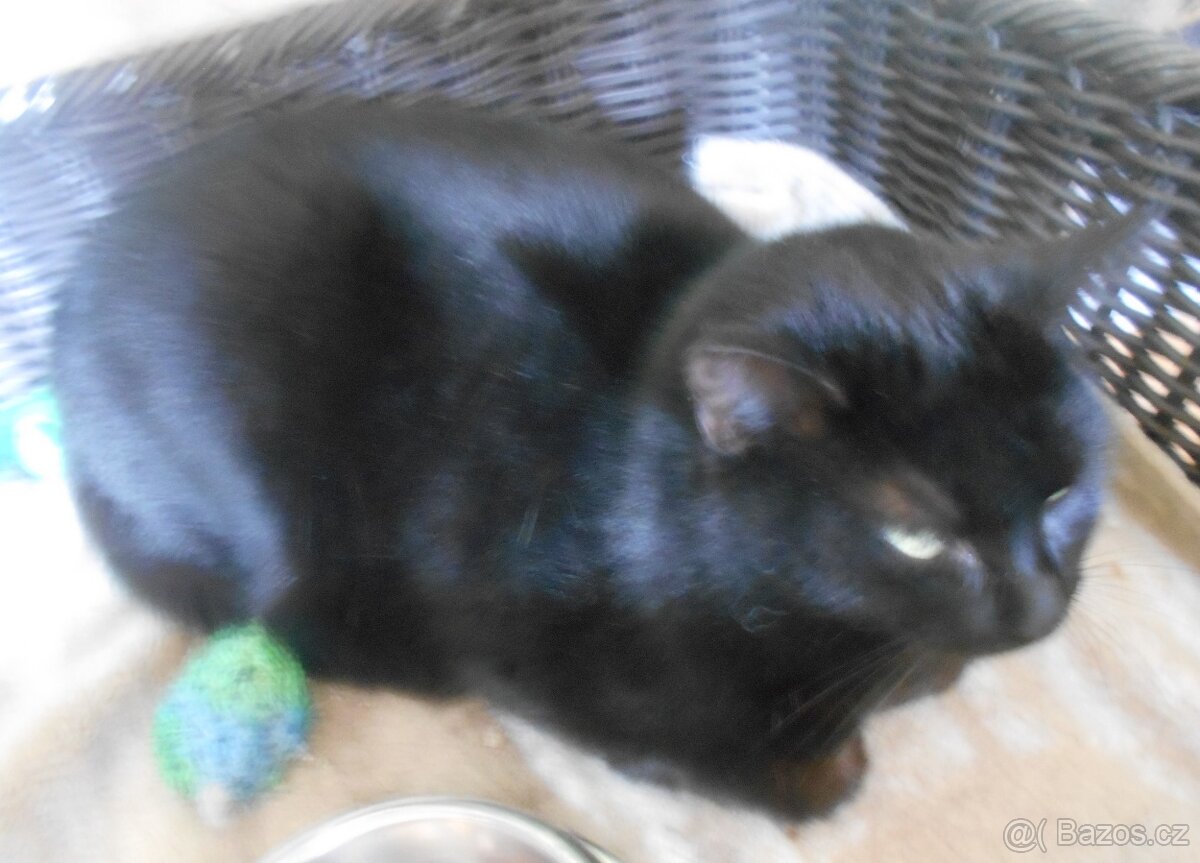 Černá, hodná, klidnější 2,5letá kočička Šmudlinka Micinka - 2