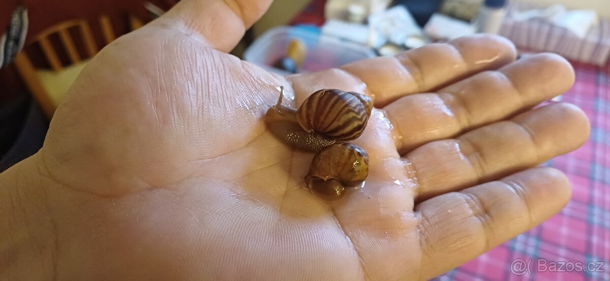 Lissachatina Immaculata - 2