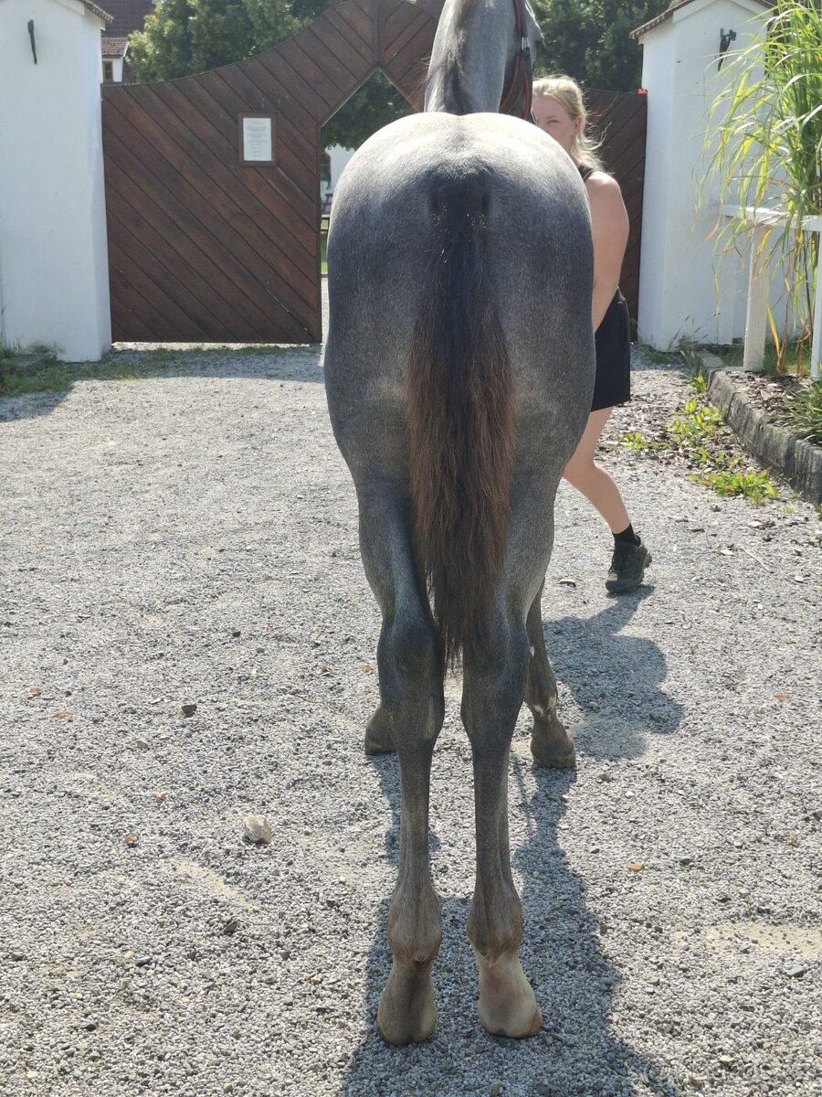 Starokladrubský hřebec - 2