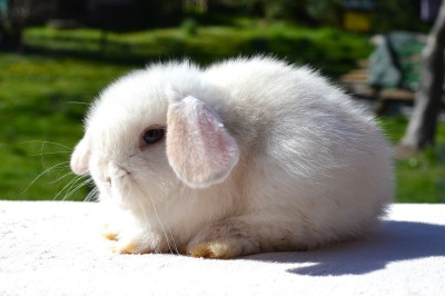 Samička minilop Malvína - 2