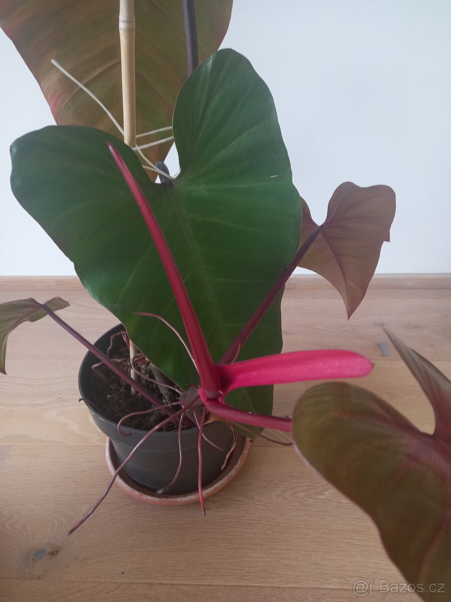 Philodendron Red - 2