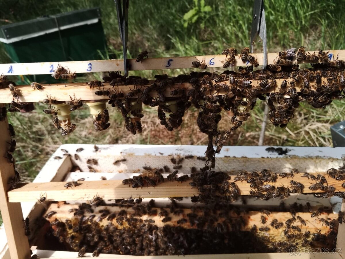 Včelí matky 2026 - 2