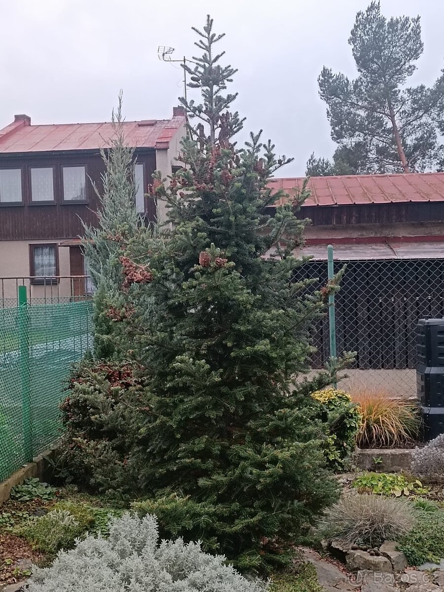 Vánoční strom korejská jedle 2,7m,uříznutá těsně před Vánoci - 2