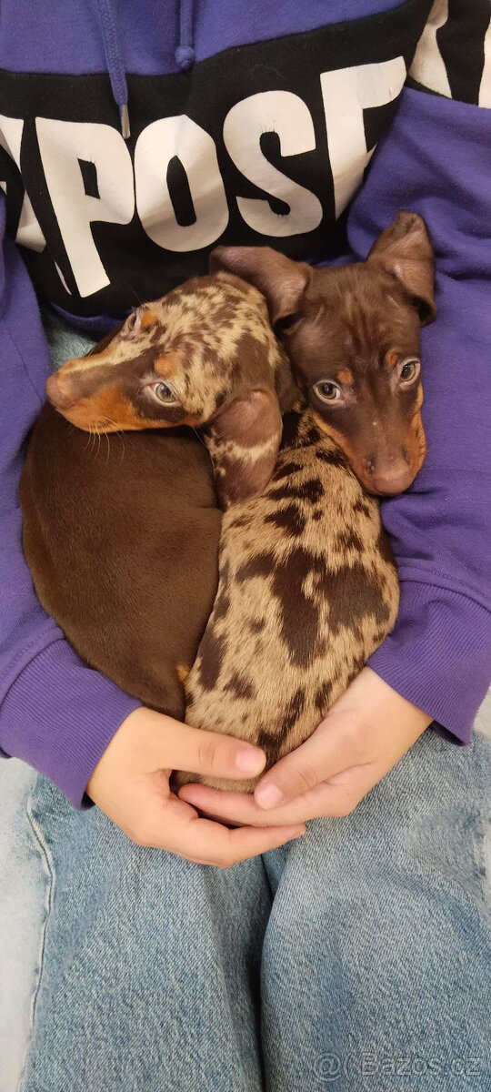 Jezevčík trpasličí s pp - 2