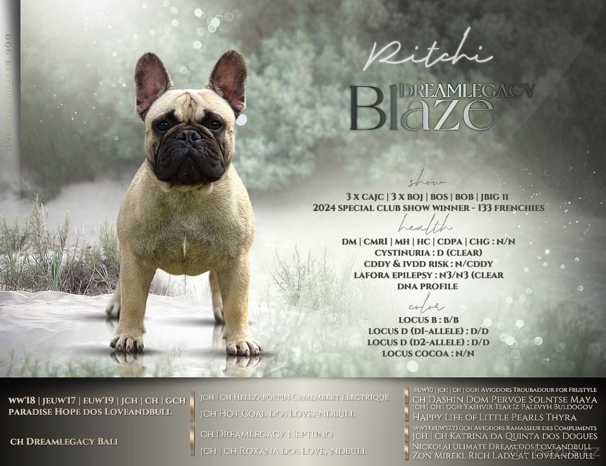 Francouzský buldoček s PP FCI - 2