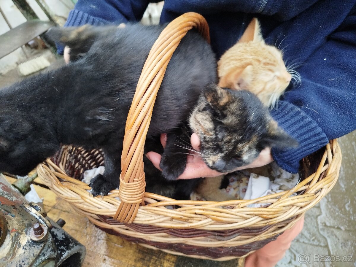 Daruji koťátka - 2