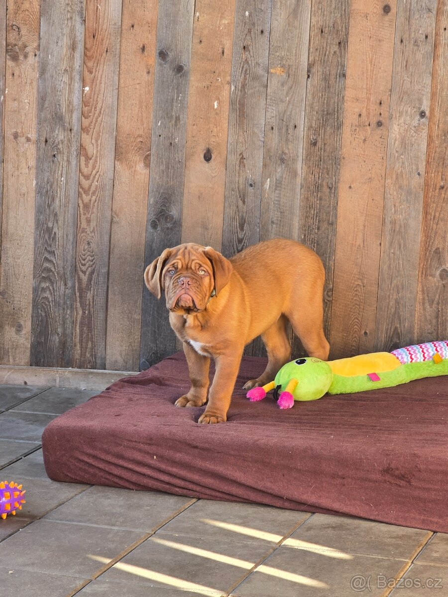 Bordeauxská doga s PP - 2
