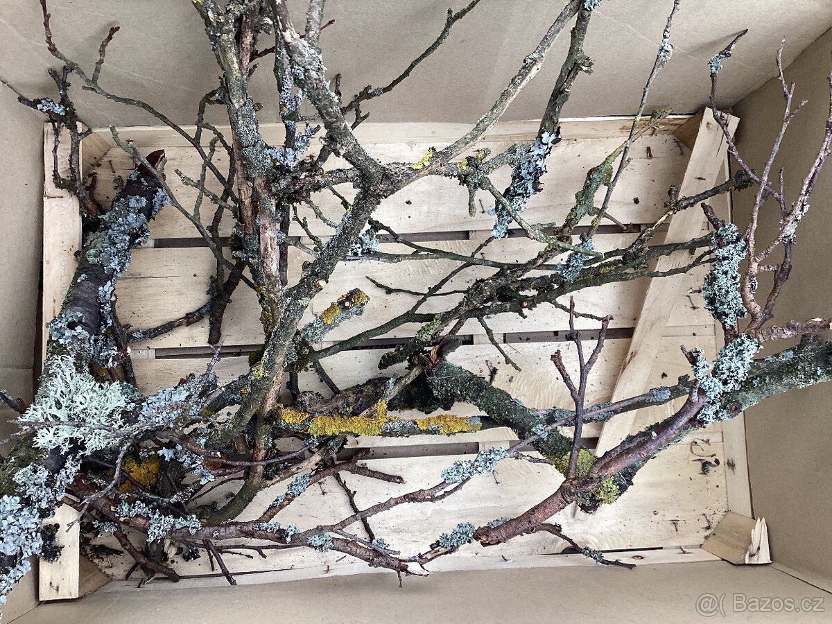 Stabilizovaný mech k vlastní výrobě mechových obrazů 3 druhy - 2