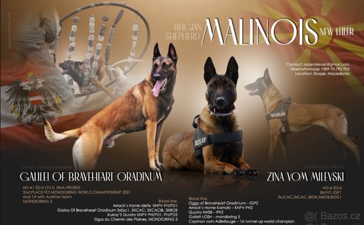 Belgický ovčák malinois štěňata - 2