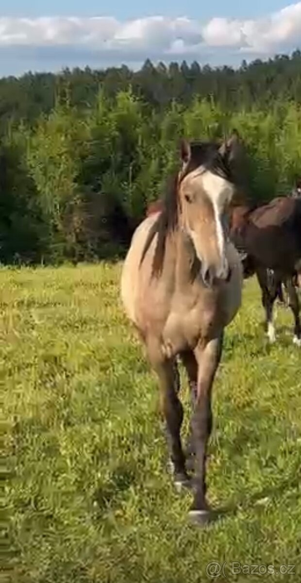 Skoková klisna nar. 2023 - 2