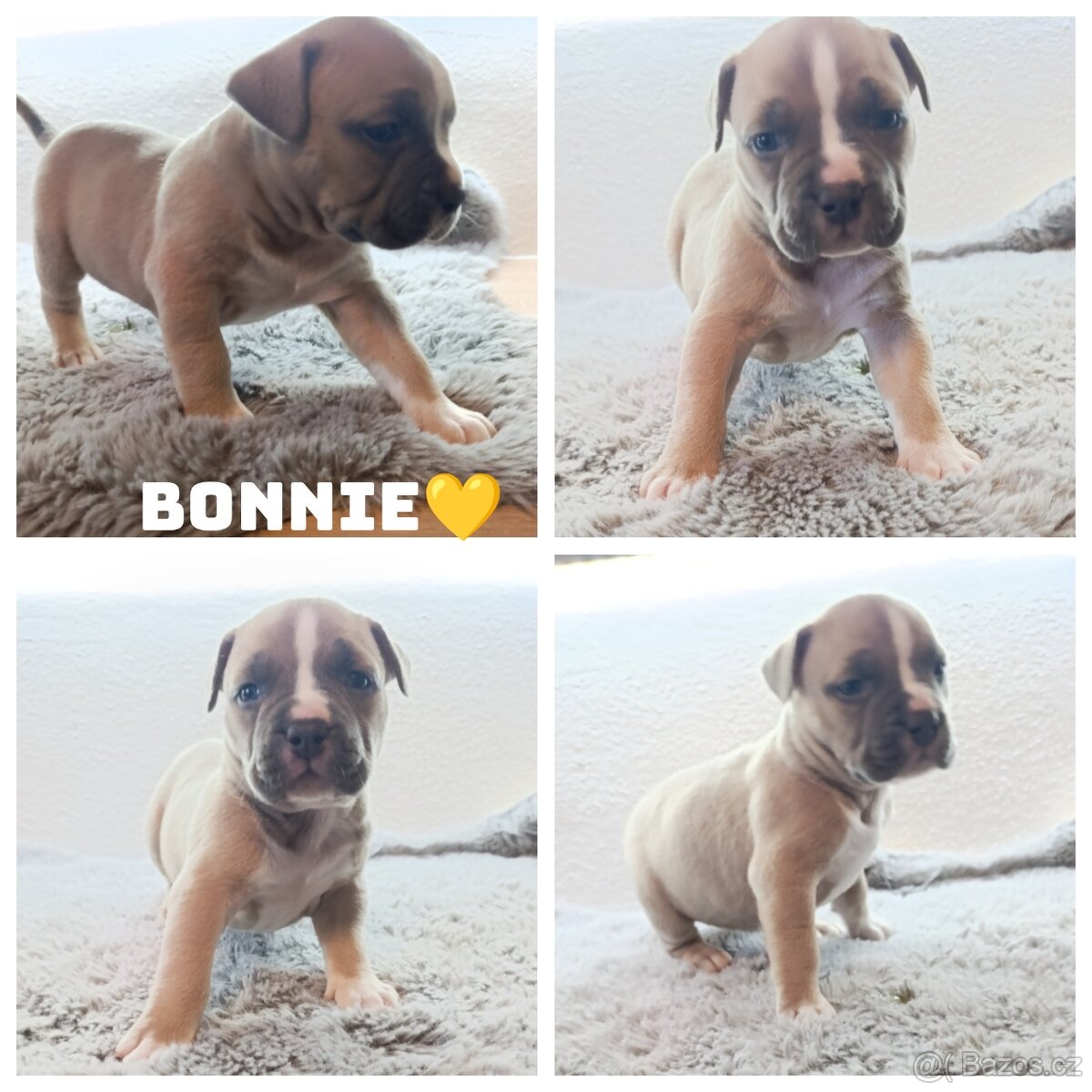 American Bully Standard - 2