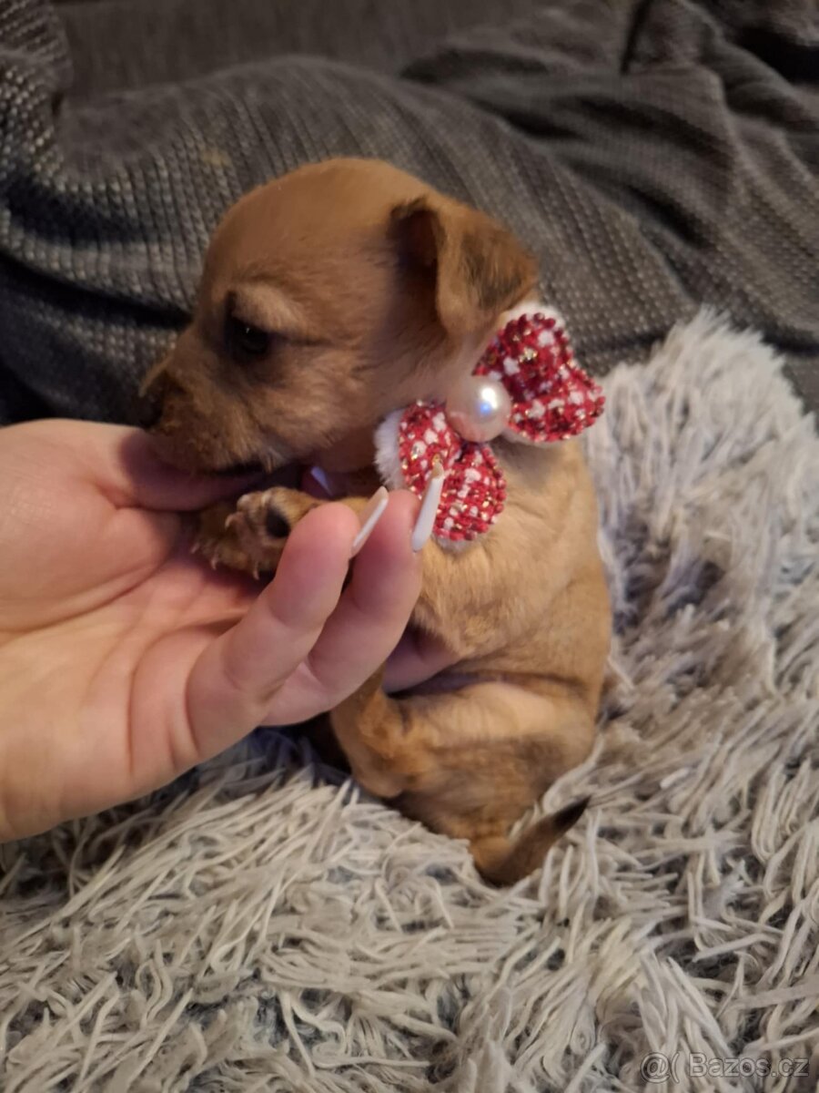 Stěně Čivava X Pražský Krysařík - 2