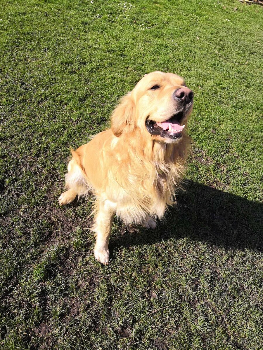 Zlatý retrívr - krytí - 2