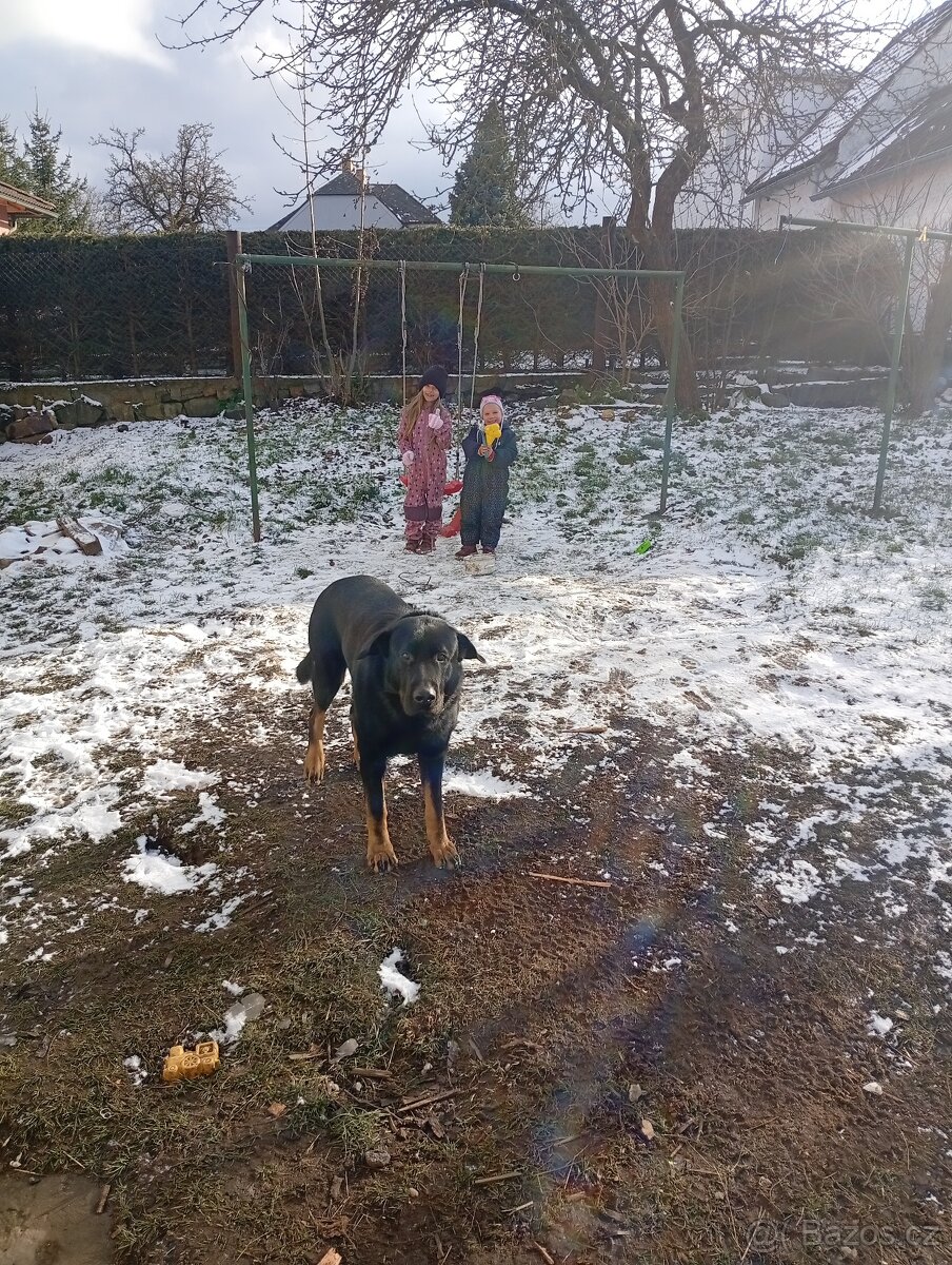 Daruji Dejmona Pouze do dobrych rukou - 2