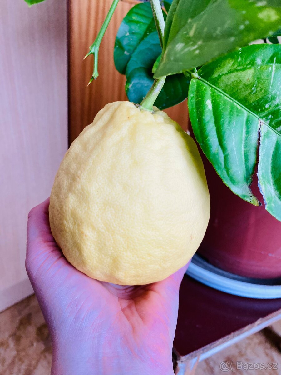 Citrus citroník plodící - 2