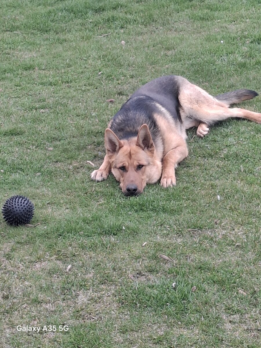 Německý ovčák - 2