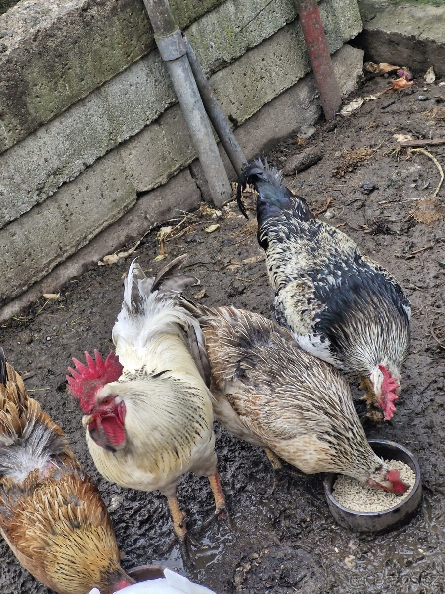 2 ks kohouti- 1ks/250,-Kč - 2
