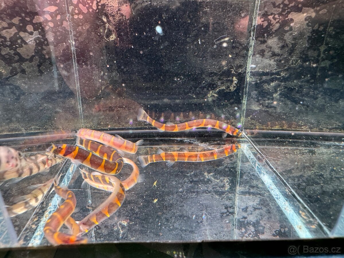 Běžné akvarijní rybky - 2