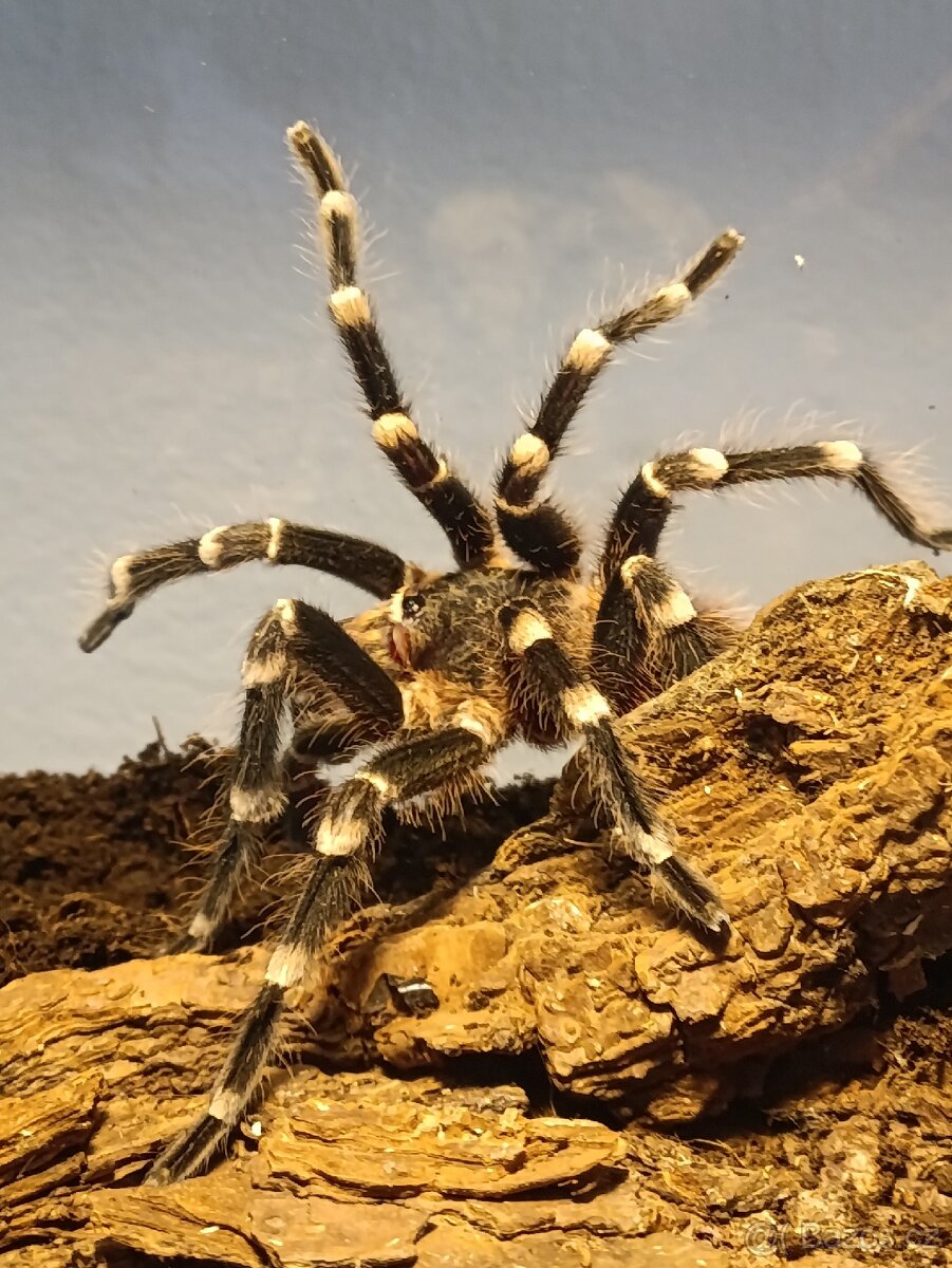 Acanthoscurria geniculata – samec - 2