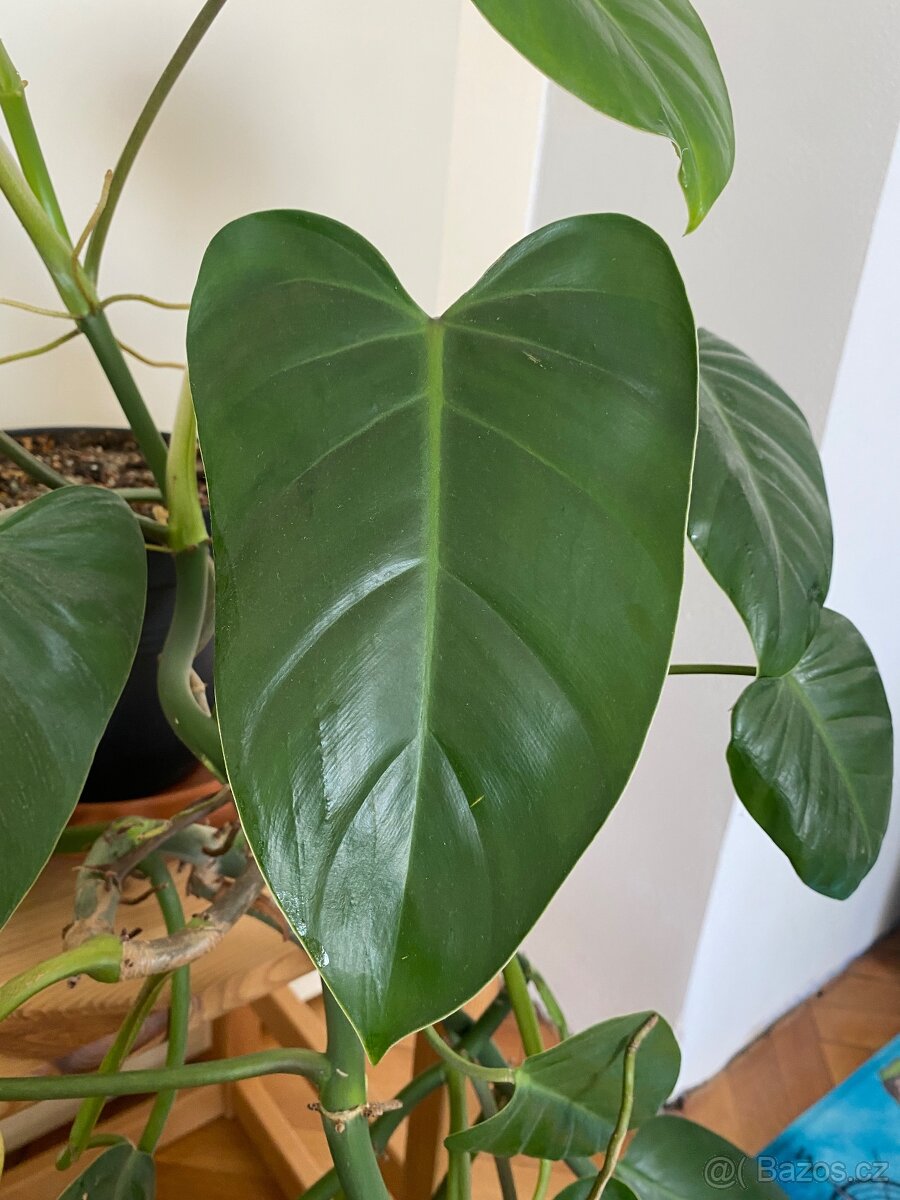 Philodendron green emerald - 2