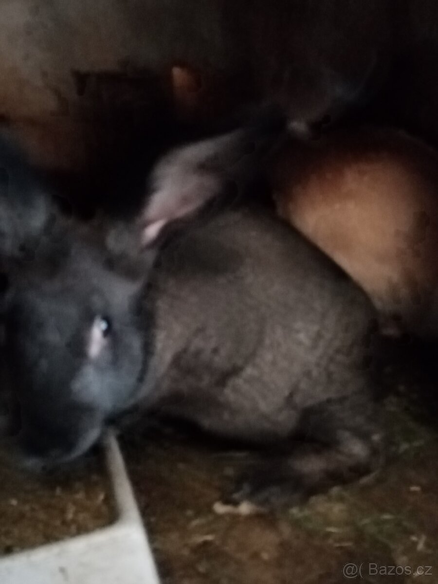 Čistá Hyla 10 týdnů - 2