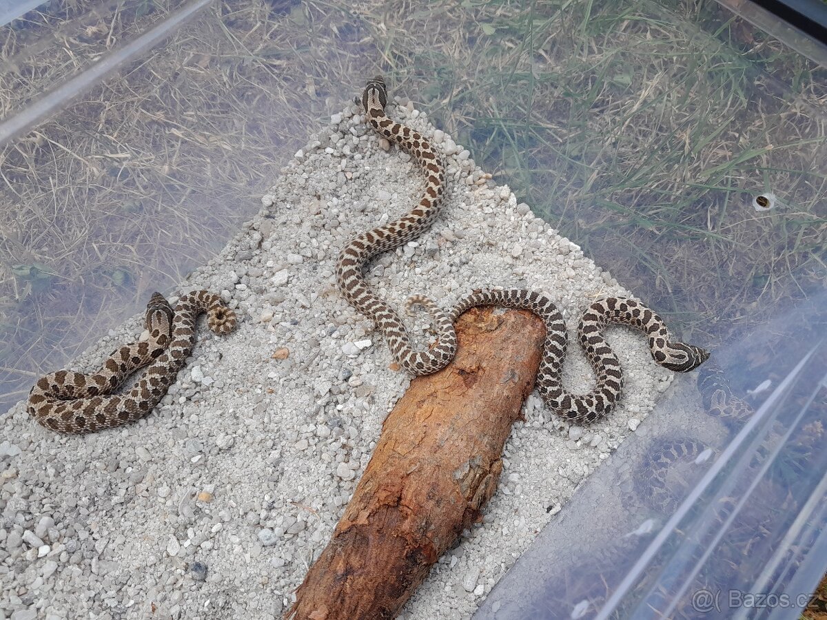 Heterodon nasicus - 2