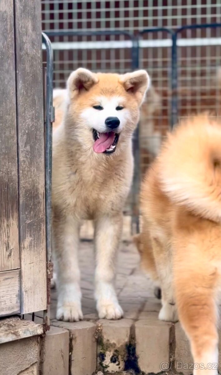 Akita Inu s průkazem původu FCI & AKIHO - odběr ihned - 2