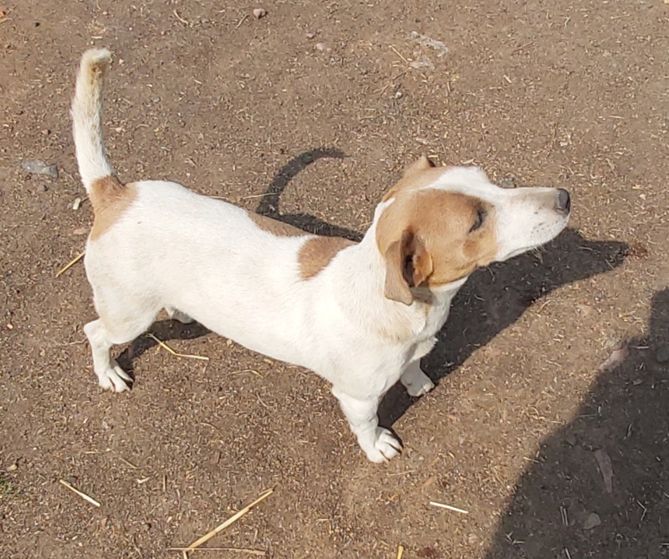 Prodam stenata Jack Russell terier - 2