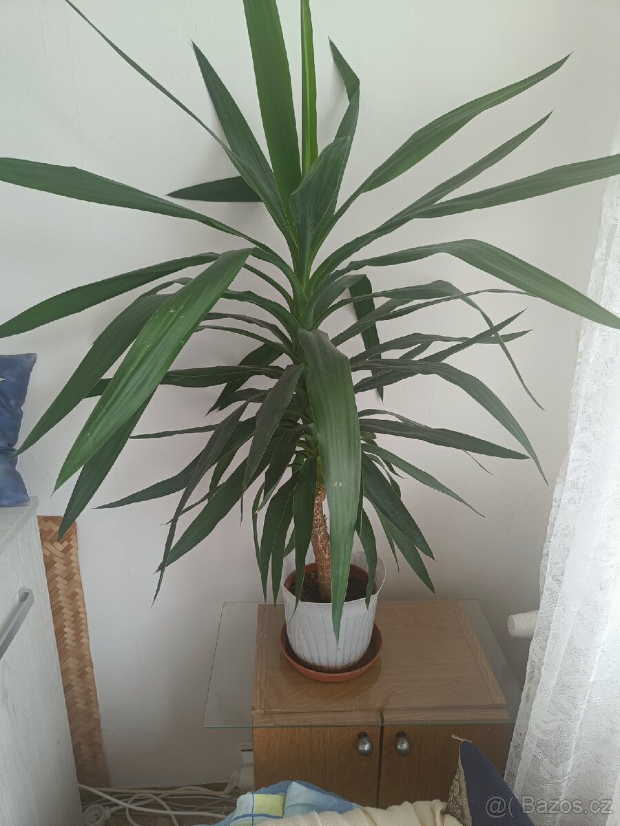 Nabízím pokojovku Yucca Gloriosa/Juka nádherná/ - 2