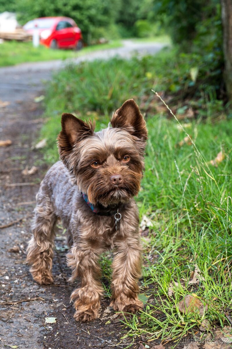 Jorkšírský teriér ke krytí - 2