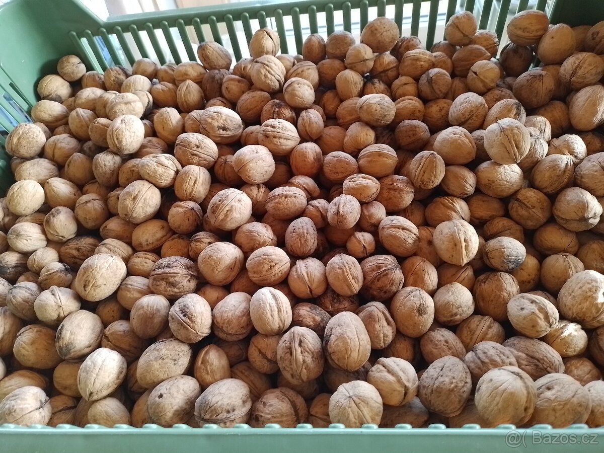 Prodám neloupané vlašské ořechy - 2