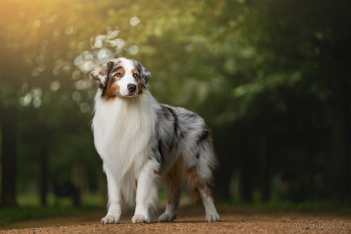 Nabídka krytí chovným psem - 2